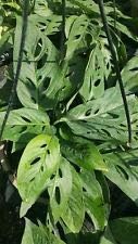 Monstera~ Swiss Cheese Plant~1 Plant 3 to 4 Leaves per 4" Pot