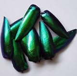 100 JEWEL BEETLE ELYTRA WINGS TAXIDERMY