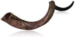 Natural Kosher half Polished Yemenite Shofar Kudu