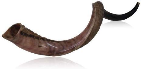 Natural Kosher half Polished Yemenite Shofar Kudu
