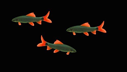 3 Red Tail Shark Epalzeorhynchos Bicolor Freshwater Live Tropical Fish 1.5" Each