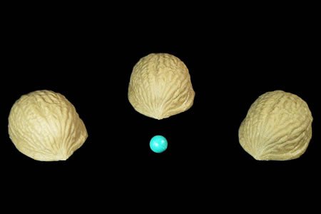 Michel & Greco Three Shell Game (Vernet) - Magic Trick for Kids, 3 Shells, 2 Special Vinyl Peas, Full Instructions