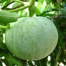 20 Wax Gourd or Winter Melon Seeds Vegetable Seeds