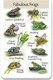 Frog Call Chart