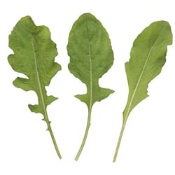 Astro Arugula Lettuce Seeds for
