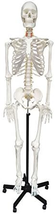 Wellden Product Life-size Medical Anatomical Human Skeleton Model, 170cm, w/Nerves, Vertebral Arteries, Stand Included by Wellden
