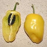 Pepper Joe's Yellow Rocoto Pepper Seeds – Pack of