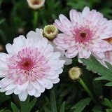 Amazon Co Jp 多年草 四季咲き 八重咲き マーガレット 白モモコ 2株セット 花壇 寄せ植え ホーム キッチン Amazon Co Jp 多年草 四季咲き 八重咲き マーガレット 白モモコ 2株セット 花壇 寄せ植え ホーム キッチン