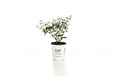 Miss Pearl Butterfly Bush (Buddleia) Live Shrub, White Flowers, 4.5 in. Quart