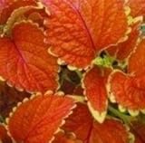 Coleus - Wizard Sunset - 50 Seeds