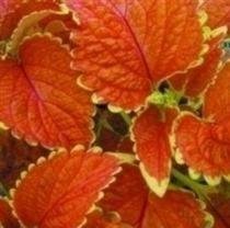 Coleus - Wizard Sunset - 50 Seeds Coleus - Wizard Sunset - 50 Seeds