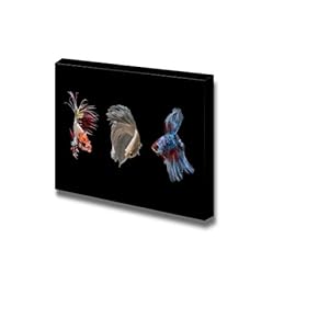 Betta Fish on Black Background Wall Decor