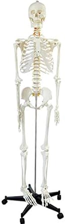 LBYLYH Contener Esqueleto Humano, Anatómico 170 Cm Médico De Tamaño Natural, con El Nervio, Las Vértebras De La Arteria, Booth, La Columna Vertebral De Todo El Cuerpo