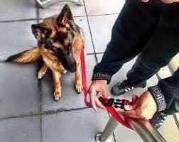 Canny CONNECT Lead - Anti‑Pull Dog Lead for Head Collars incl. Canny Collar, Red, Small/puppy: 120cm (4ft) long, 15mm (5/8in) wide - Image 5