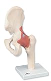 3B Scientific Deluxe Functional Hip