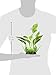 Fluval Marbled Anubias Plant for Aquarium, 9.5-Inch