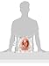 The Pregnant Body Book: The Complete Illustrated Guide from Conception to Birth