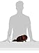 Wild Republic Beaver Plush, Stuffed Animal, Plush Toy, Kids Gifts, Cuddlekins, 12