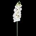 Tinksky Simulation Butterfly Orchid Artificial Flower Plant Home Decoration (White)