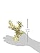 Deep Blue Professional ADB80043 Branch Coral for Aquarium, 5.5 by 3 by 6.5-Inch