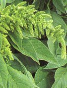 200 GREEN THUMB AMARANTHUS Hypochondriacus Flower Seeds Amaranth *Comb S/H