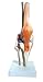 Anatomy Model of Human Knee Joint Bones Anatomical Joint Models for Teaching Life Size - with Functional Knee Ligaments