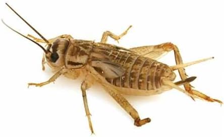 Timberline Crickets Prewings (1000 count)