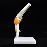 Human Elbow Joint Model, Flexible, Anatomically Accurate Elbow Skeleton Model Life Size Human Skeleton Anatomy for Science Classroom Study Display Teaching Medical Model