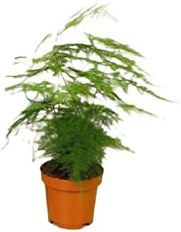 Verdecora - Esparraguera: Amazon.es: Jardín