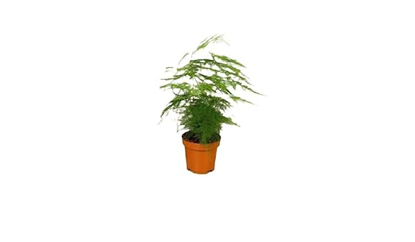 Verdecora - Esparraguera: Amazon.es: Jardín