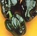 50 ANCHO POBLANO PEPPER Chili Pepper Capsicum Annuum Vegetable Seeds