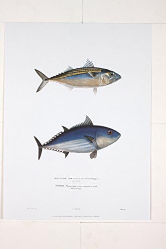 Maquereau Loo premium Art Print of Fish Artwork by R.P. Lesson (15.75 x 11.75 in)