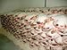Jamon Iberico, Sliced Ham - 8 oz