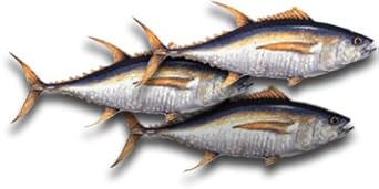 Yellowfin Tuna Steaks 1 Pound Amazon Com Grocery Gourmet Food