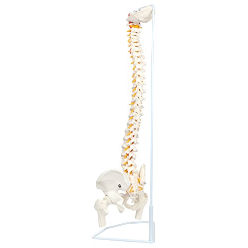image for Axis Scientific Ultra Flexible Premium Spine Model | Life Size Spinal 