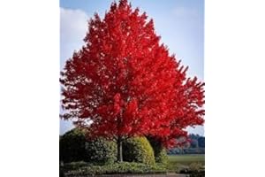 Red Maple Tree Seeds, Fast Growing (30 Seeds) Native of Canada, Perennial