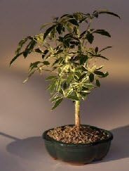 Bonsai Boy's Golden Hawaiian Umbrella Bonsai Tree - Small arboricola schefflera 'luseanne'