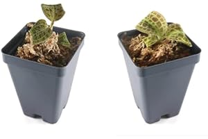 BLOOMIFY Macodes Petola + Macodes Sanderiana, Jewel Orchid Bundle, Spend Less to get The Two Most Popular Jewel Orchids