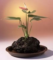 Red Anthurium In Hawaiian Lava Rock Bonsai Tree | Amazon price tracker /  tracking, Amazon price history charts, Amazon price watches, Amazon price  drop alerts | camelcamelcamel.com