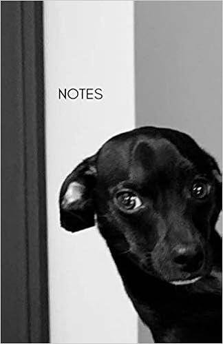 black min pin chihuahua mix