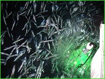 fishing lights with stand