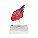 3B Scientific G08 2 Part Classic Heart Model, 7.5