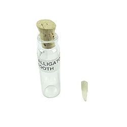 TG,LLC Treasure Gurus Genuine Alligator Tooth in a