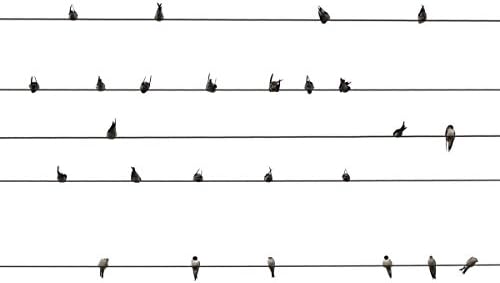 JP London PMUR2276 uStrip Peel and Stick Wall Decal Sticker Mural, Barn Birds on a Wire Cartoon BW Pottery, 4 x 3-Feet