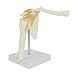 Anatomy Model of Human Shoulder Joint Bones - Anatomical Joint Models for Teaching Life Size - with Rotator Cuff Shoulder