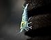 Aquatic Arts 5 Live Freshwater Blue Velvet Shrimp (Neocaridina davidi - 1/4 to 1 inch Breeding Age Adults)