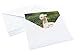 Blank Baby Animal Greeting Cards with Envelopes for All Occasions (4x6 In, 36 Pack)