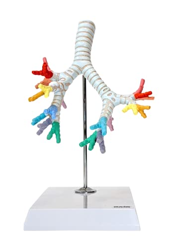 Axis Scientific Trachea and Bronchi Model - Scientific Anatomy Model, mini Figure, Human Anatomy System Miniature, Demonstration Skill, Learning School Demonstration, Educational Model