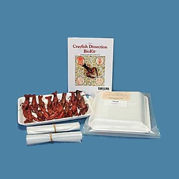 Crayfish Dissection BioKit for 30 Students