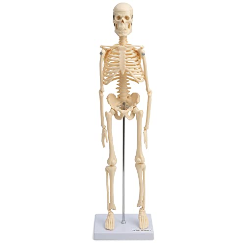 Cranstein Scientific Small Mini Skeleton Model, 20", Yellow